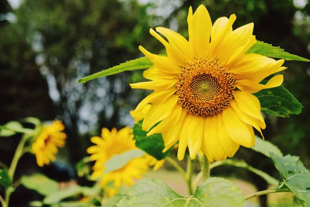 A picture of a sunflower in a garden, to help attract more birds to the backyard.