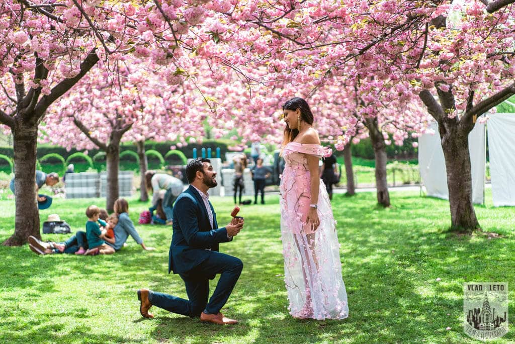 Cherry Blossom Marriage Proposal In Brooklyn Botanical Garden