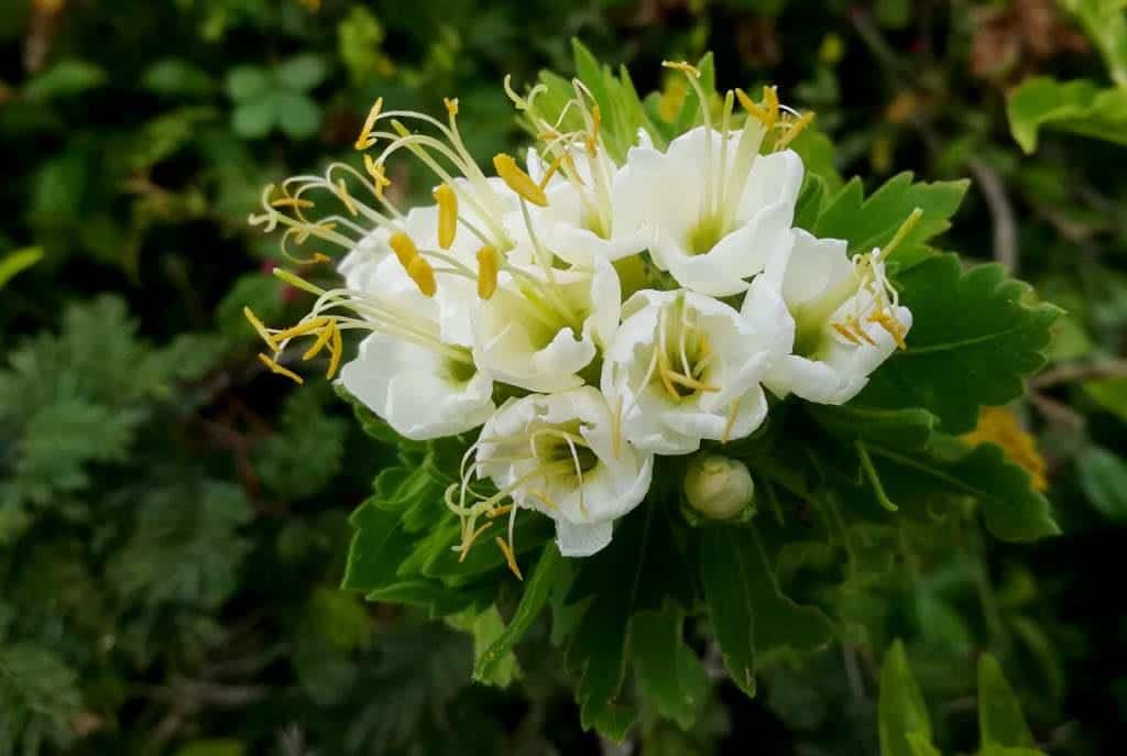 Ecuador Wildflowers Private Trips