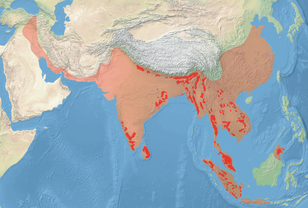 Map showing Middle East, India and southeast Asia showing known Asian elephant populations in two time periods