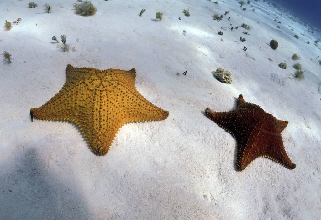 cayman islands, stingray city,
grand cayman, 5 things to do in the cayman islands
