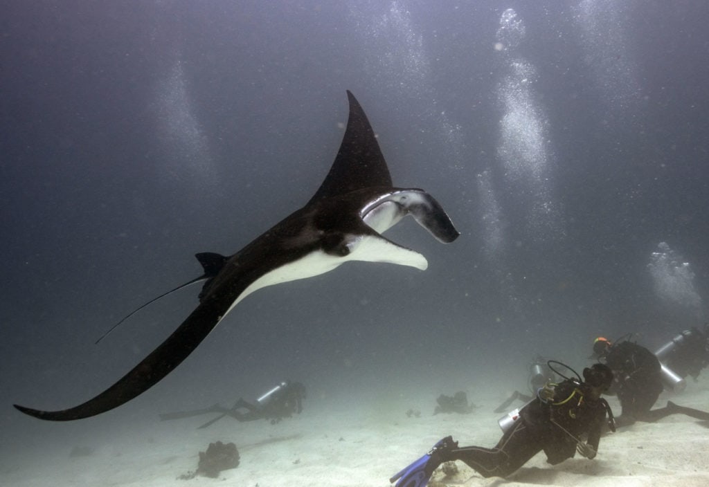 worldmantaday, #worldmantaday, world manta day, mantas