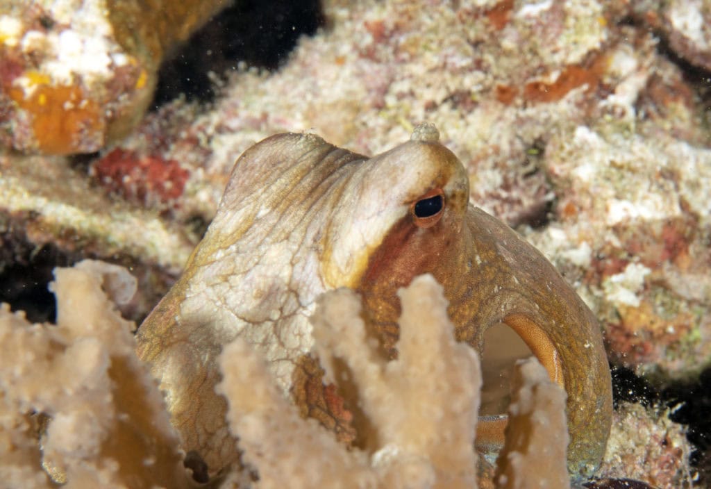 scuba diving, raja ampat, travels with tam