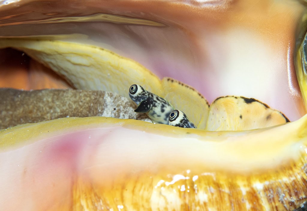 cool critters, cozumel, scuba diving, queen conch, shrimp, nudibranch