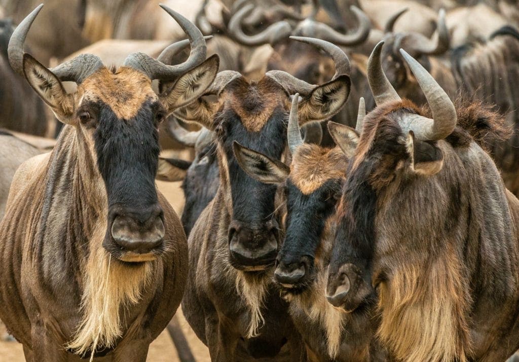 4 wildebeest with curved horns and long beards stare at camera while many more are in the background