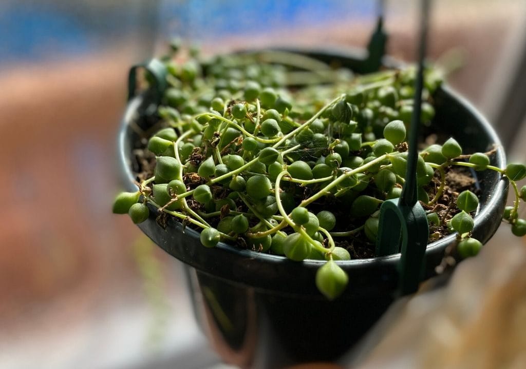string of pearls