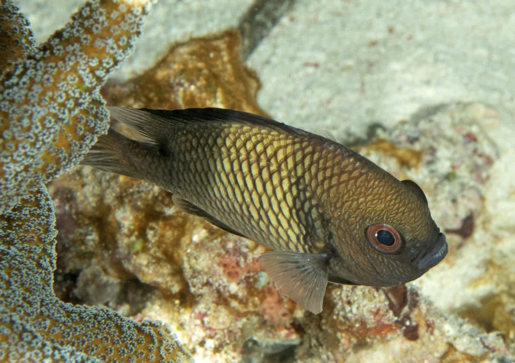 scuba diving, raja ampat, travels with tam