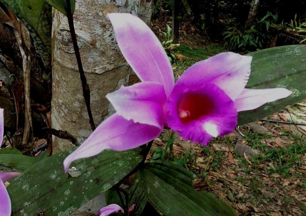 Orchids Of The Amazon Rainforest Shiripuno Amazon Lodge