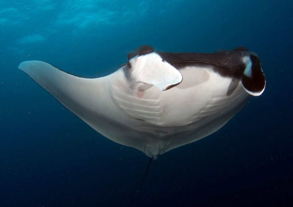 worldmantaday, #worldmantaday, world manta day, mantas