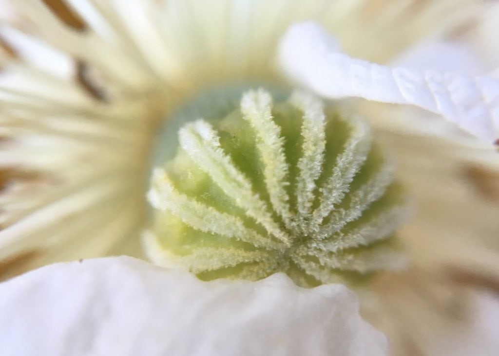 white poppy closeup