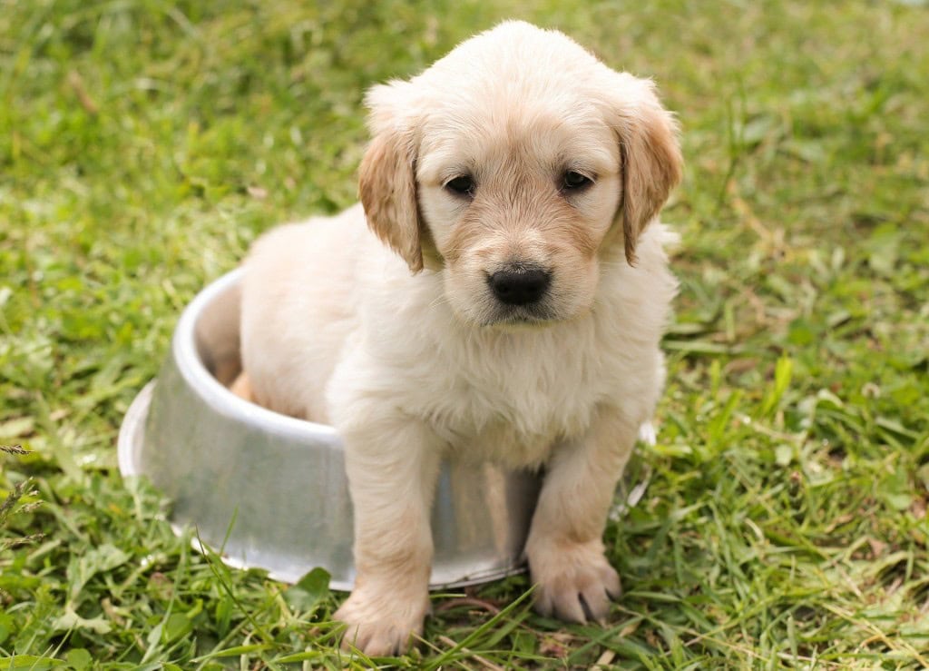 Puppy Vaccinations Schedule Dallas Fort Worth Tx
