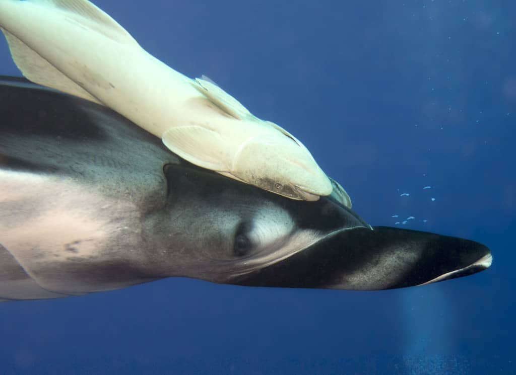 worldmantaday, #worldmantaday, world manta day, mantas