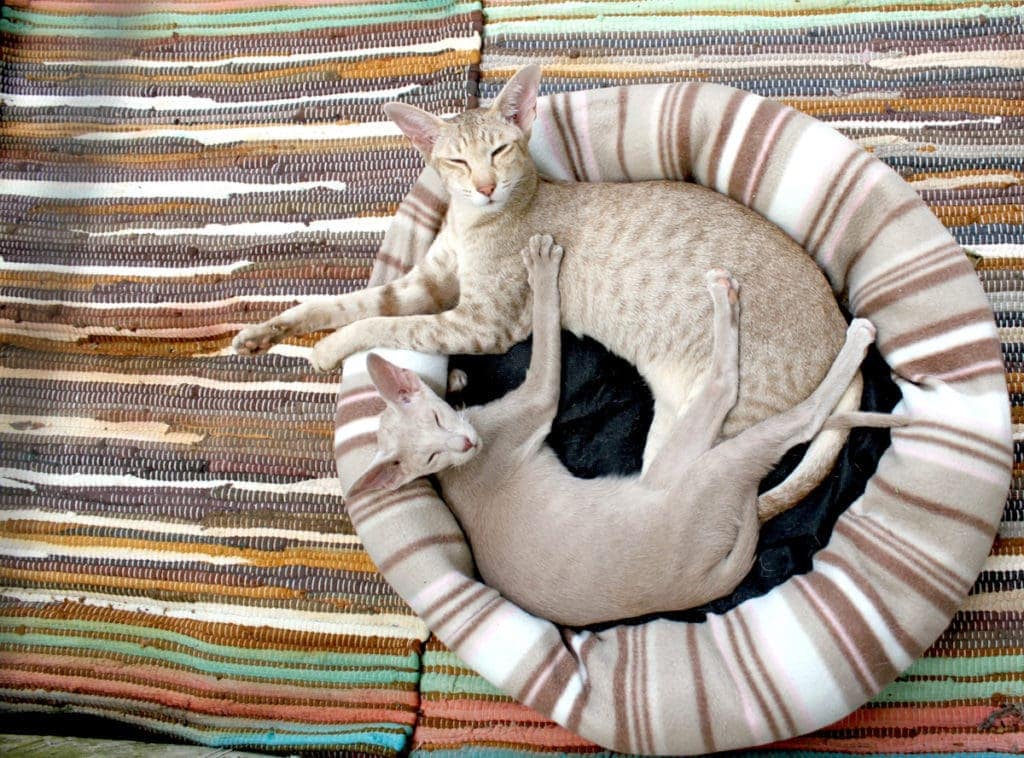 Hairless cats in a heated cat bed