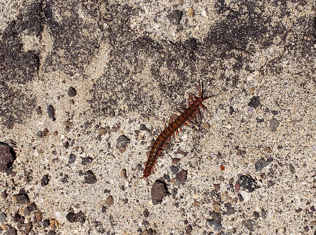 centipede in hawaii that stings