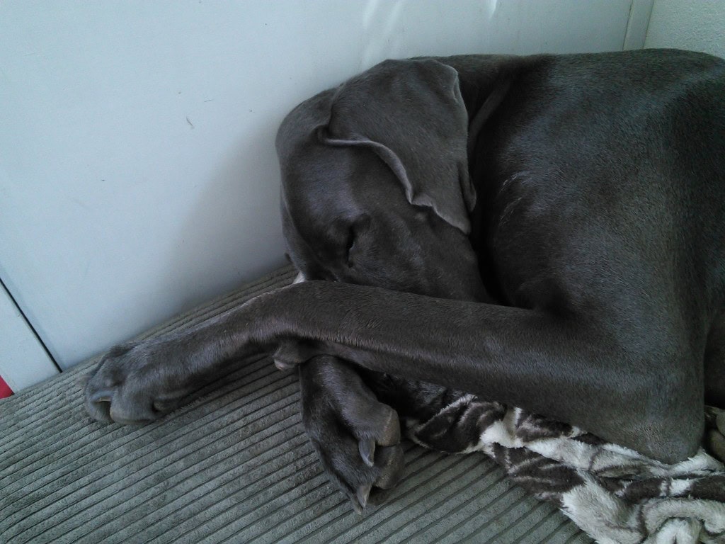 This one is still pretty handsome too :)