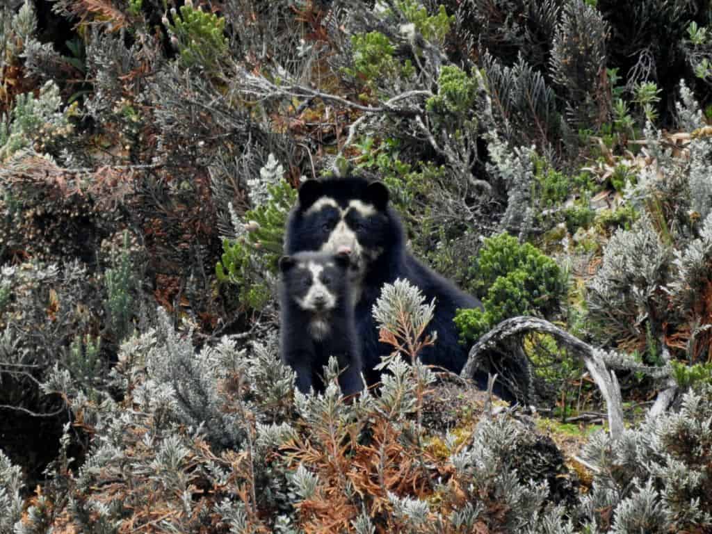 Ecuador Nature Tour