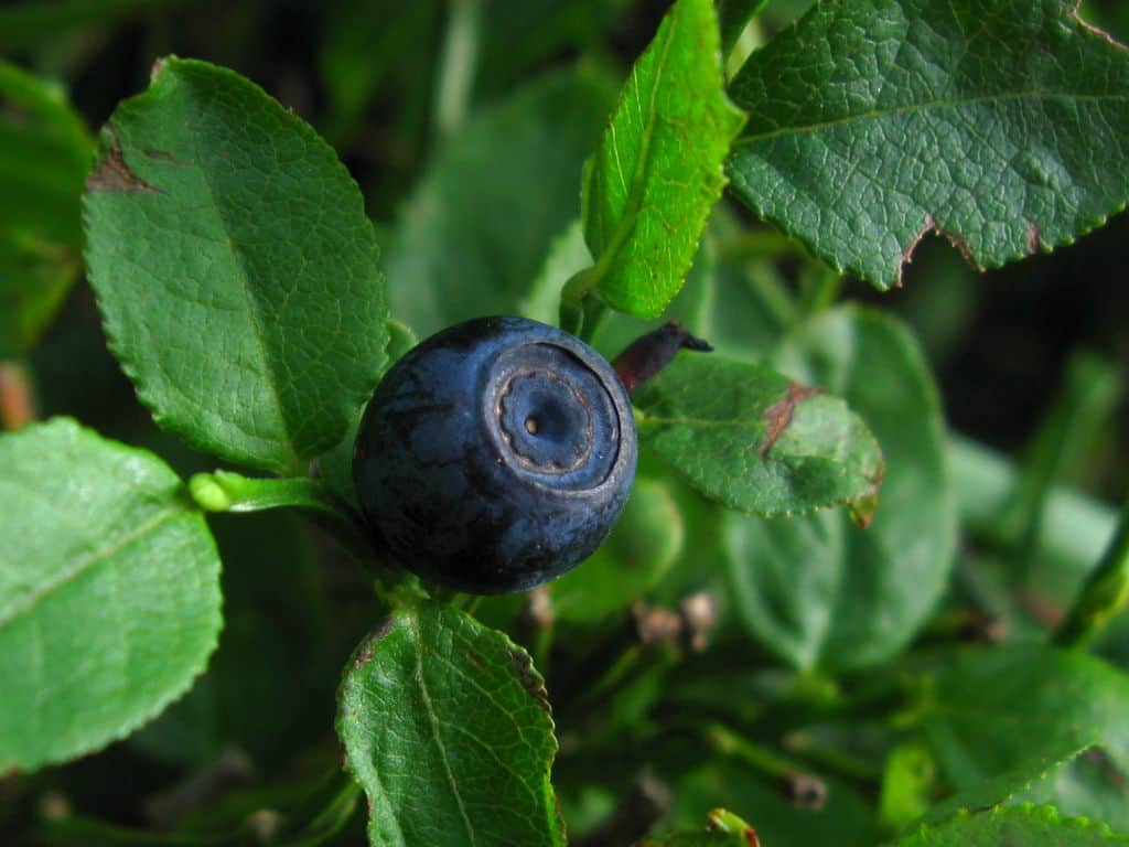 Heidelbeeren im Garten pflanzen - das brauchen die säureliebenden Beeren