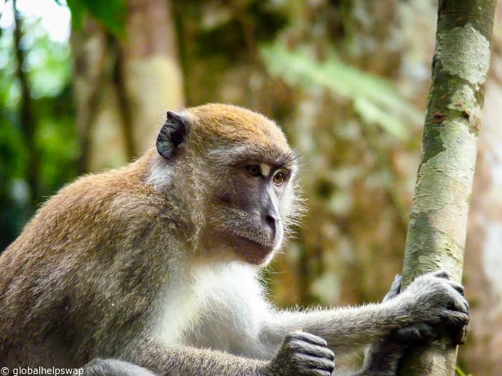 Observing the Orangutans of Sumatra in Gunung Leuser National Park