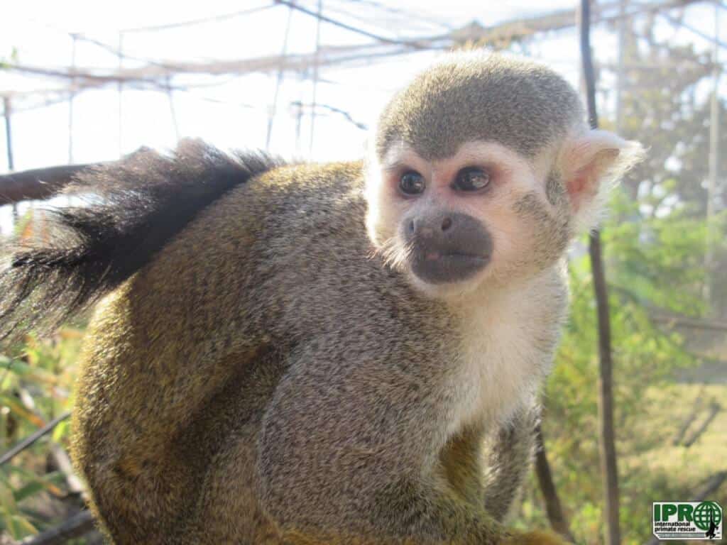 Volunteer with monkeys