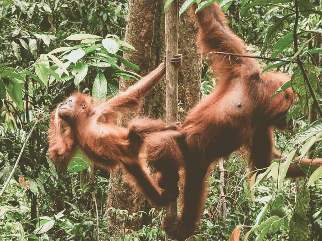 Observing Orangutans in Sumatra, Indonesia