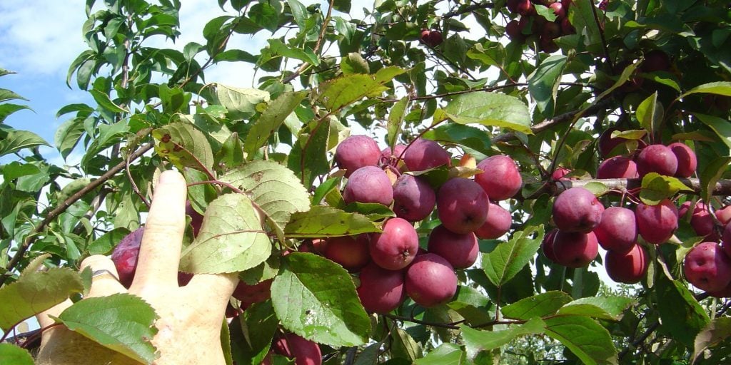 Episode 38 - Charlie Morse hand picking apples from tree