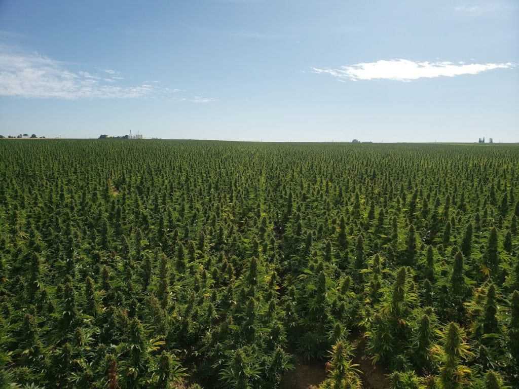 Auto Flower hemp field iHEMPx