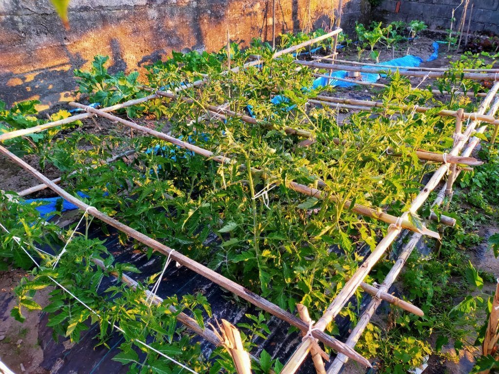 Tomates en crecimiento
