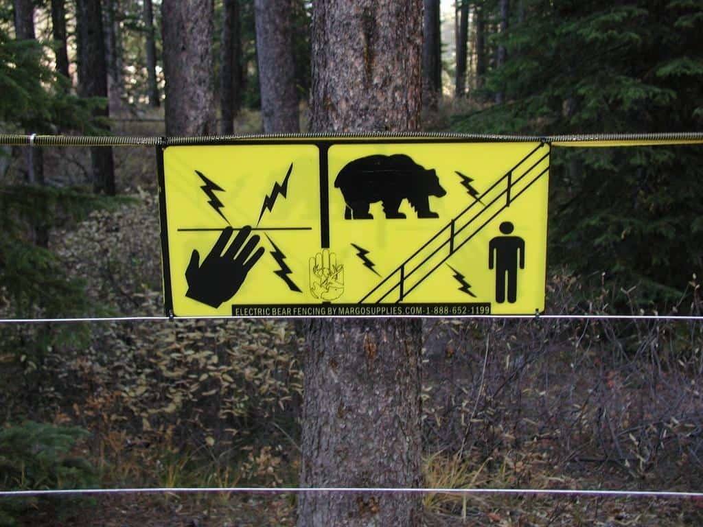 Are Pop-up Campers Safe From Bears? 1