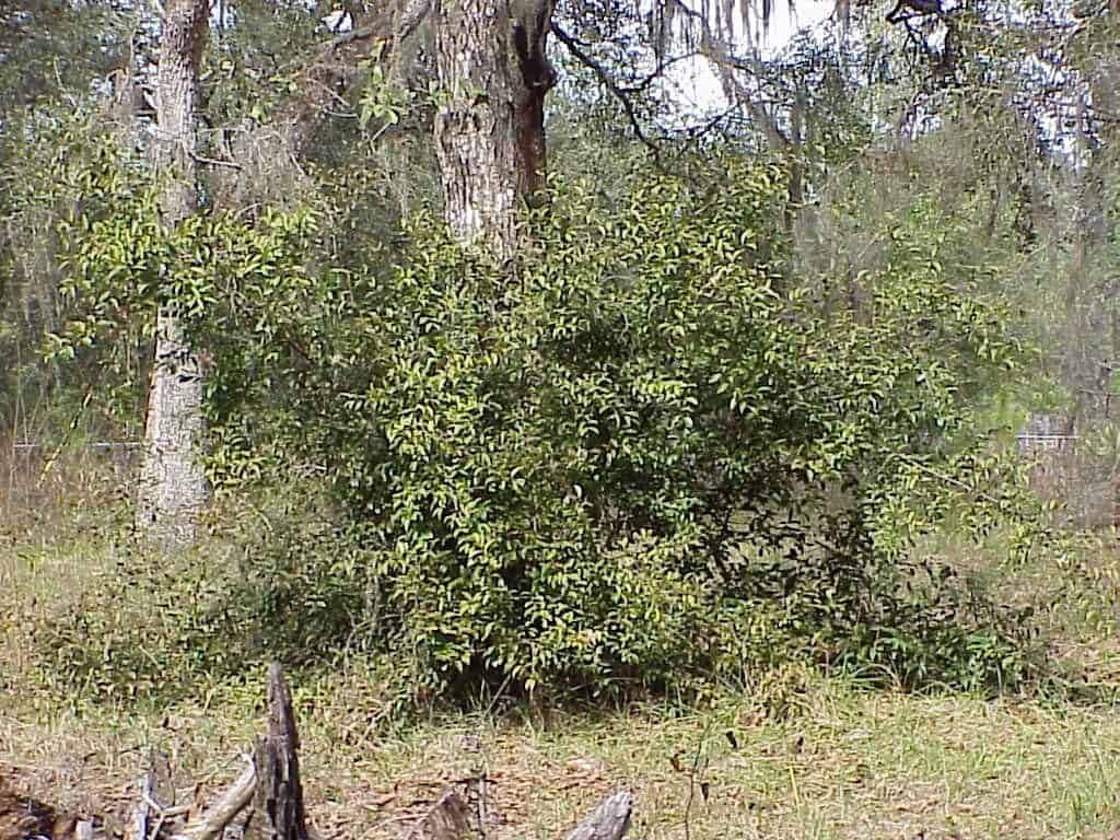 tallow wood, Ximenia americana, growing in a forest