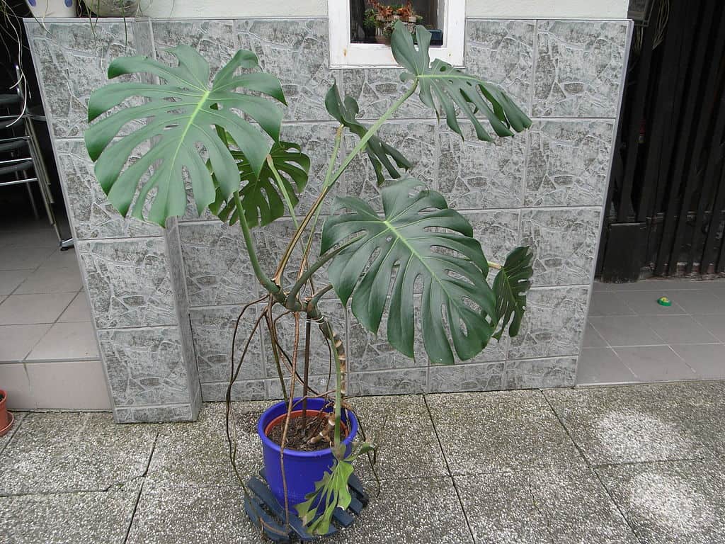 indoor monstera deliciosa