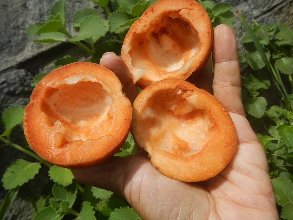 red santol