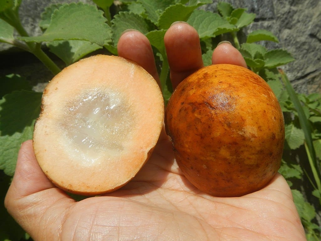 santol fruit