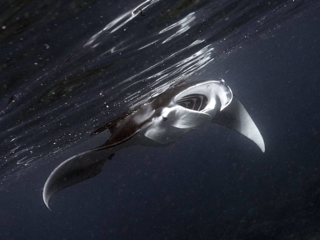 worldmantaday, #worldmantaday, world manta day, mantas