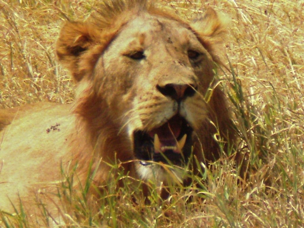 Close up of lion sitting in dry grass