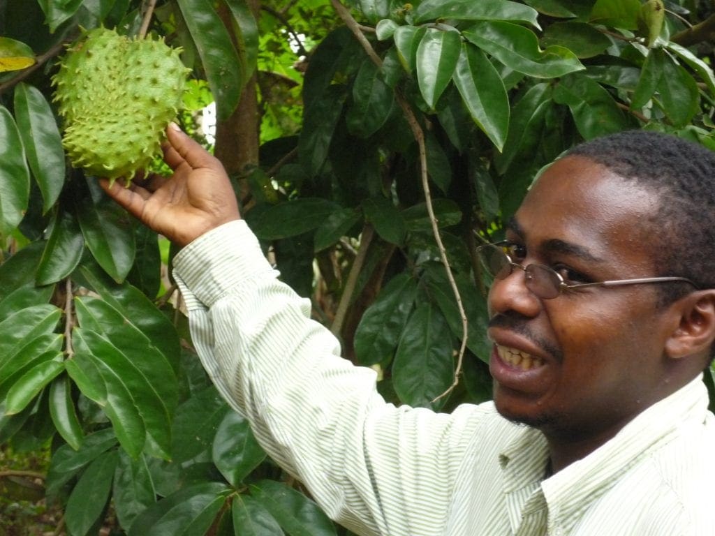 Young man in long-sleeved white shirt who is our guide holds green fruit still on tree
