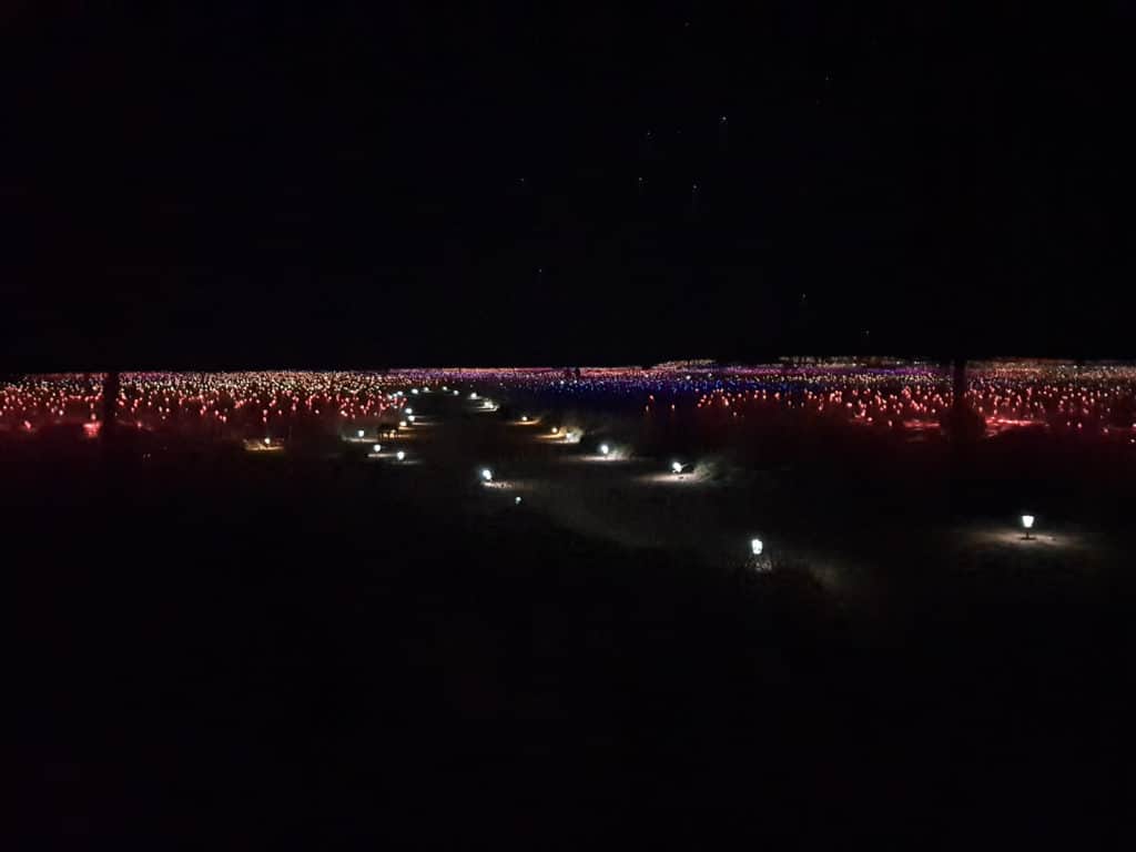 Field of light stems in Outback Australia