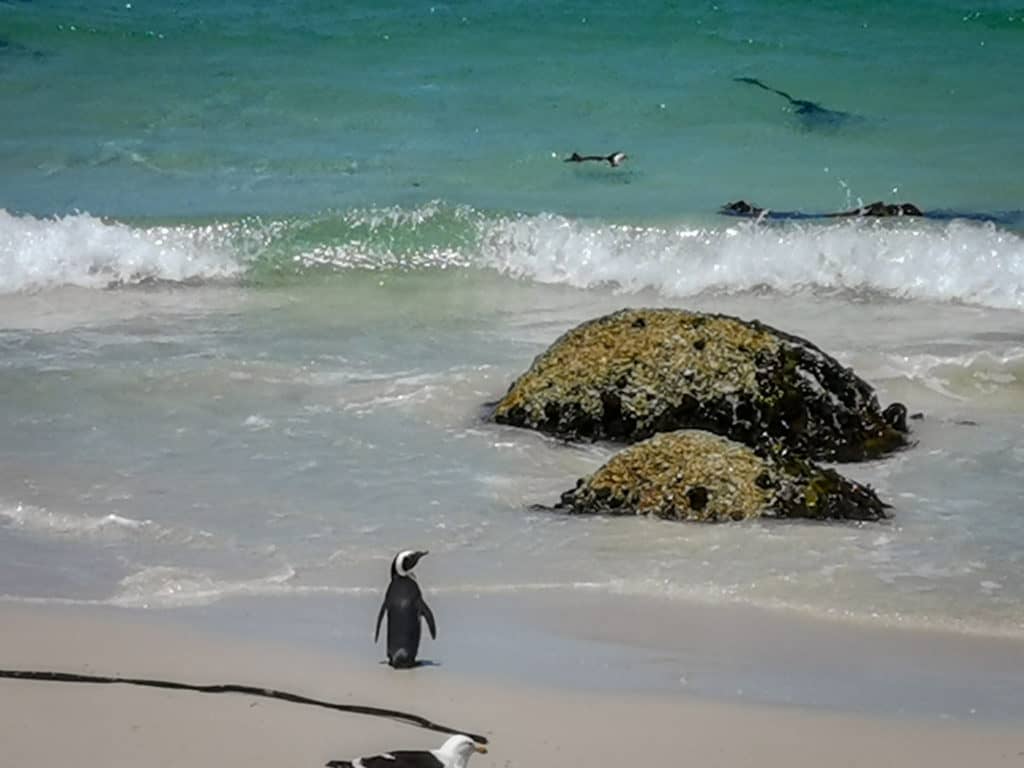 Boulders Beach, Cape Town, South Africa