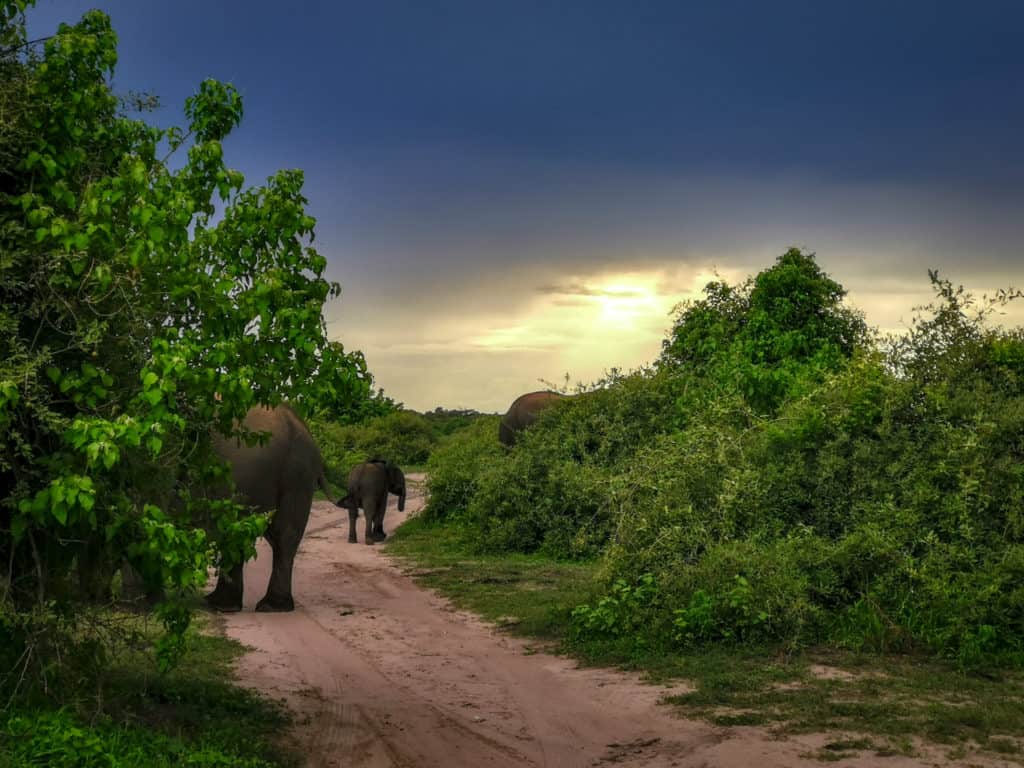 Elephants Chobe national park