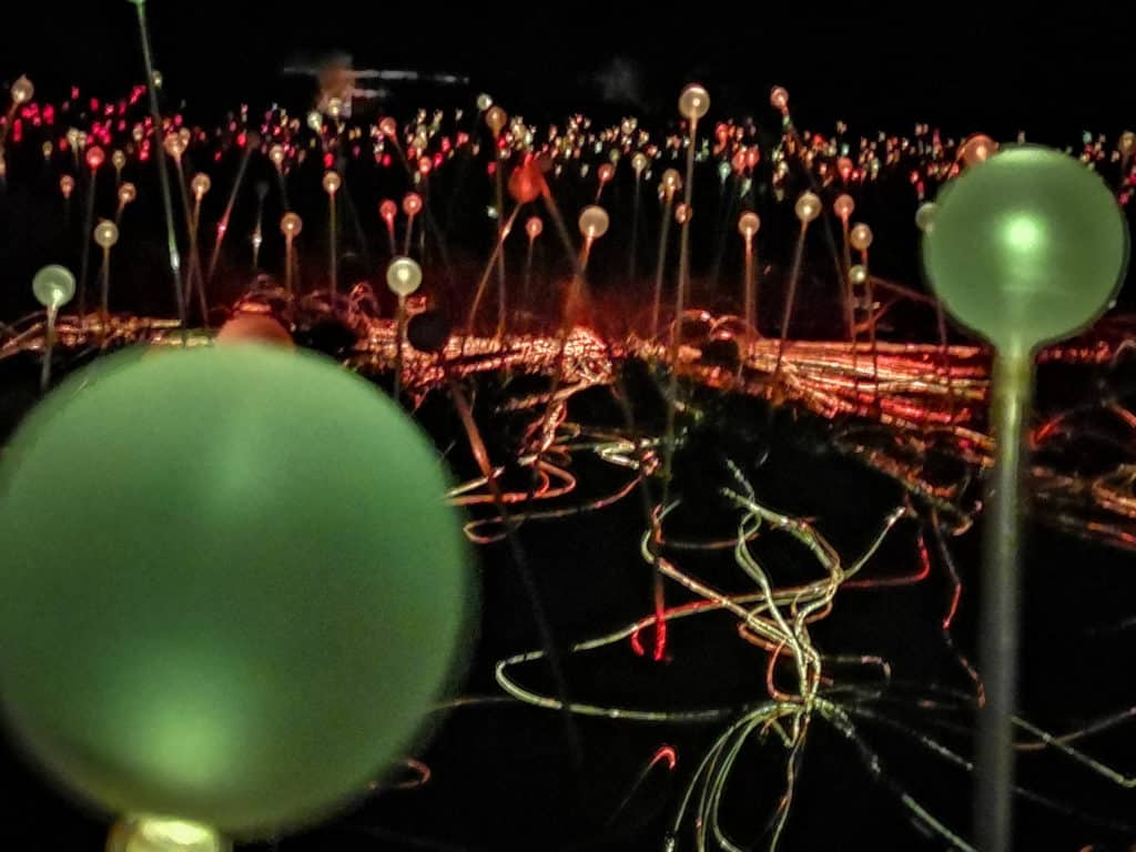 Flower like light stems in Outback Australia