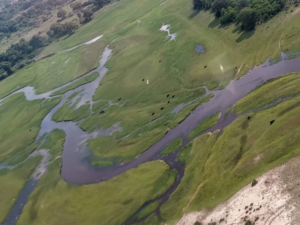 Hippos from above seen on flight over Okavango Delta
