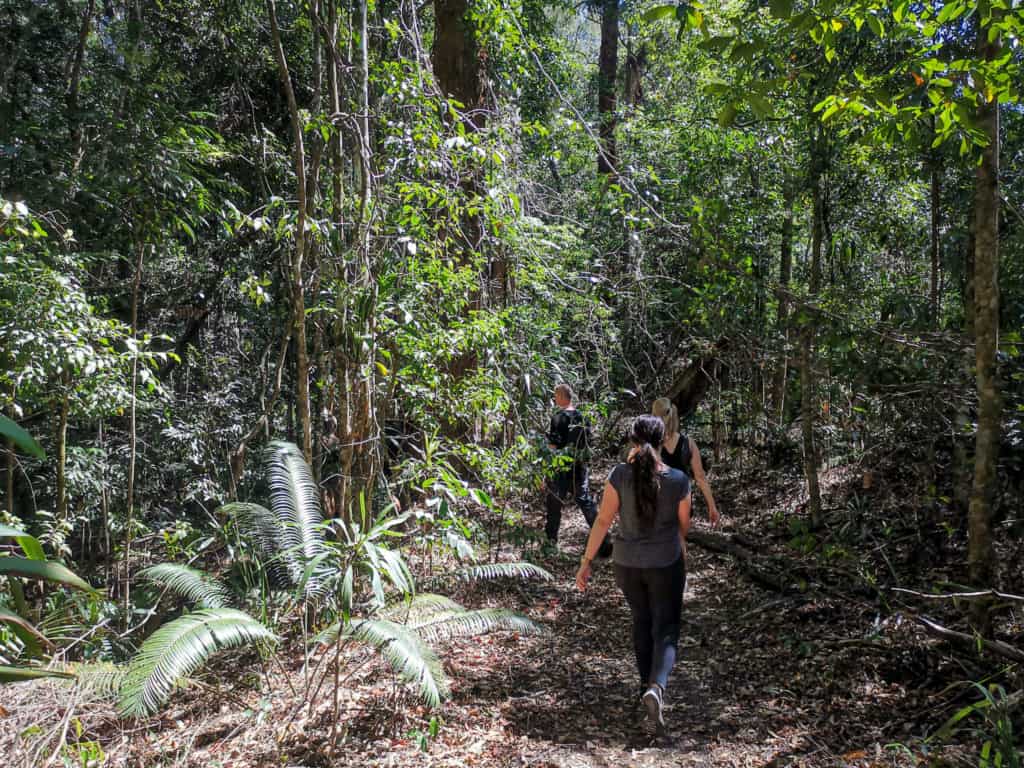 Bush walk in search of Piper comanche plane wreck