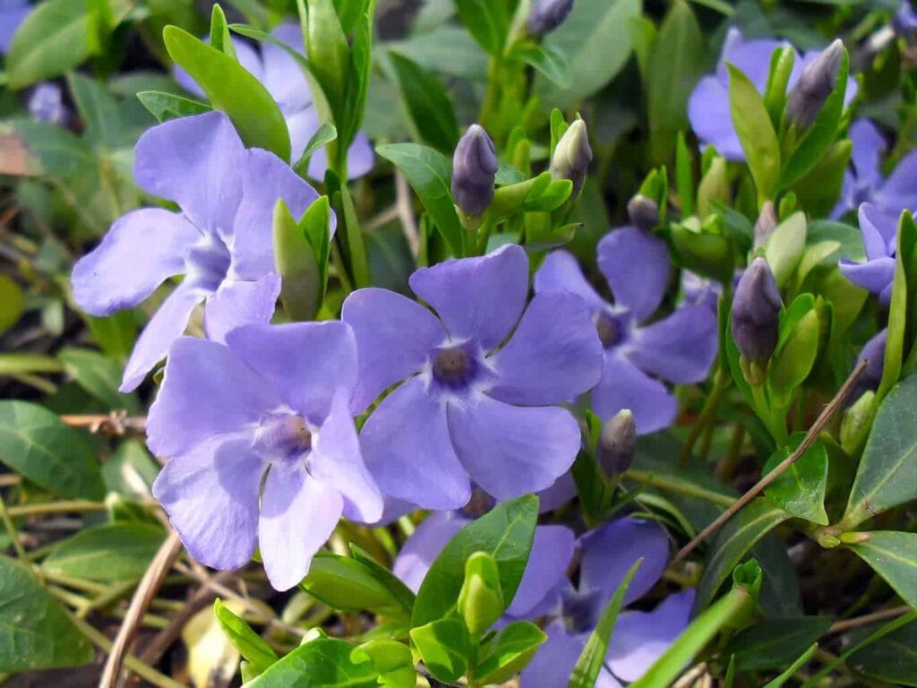 A picture of purple vinca ground hugging vine.
