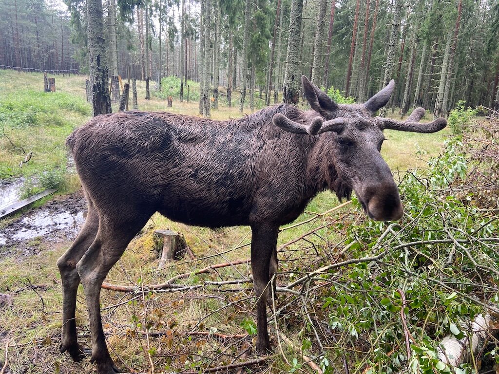 Aktivitäten in und um Bengtsfors: Die Dalsland Moose Ranch 4 Aktivitäten in und um Bengtsfors: Die Dalsland Moose Ranch 4