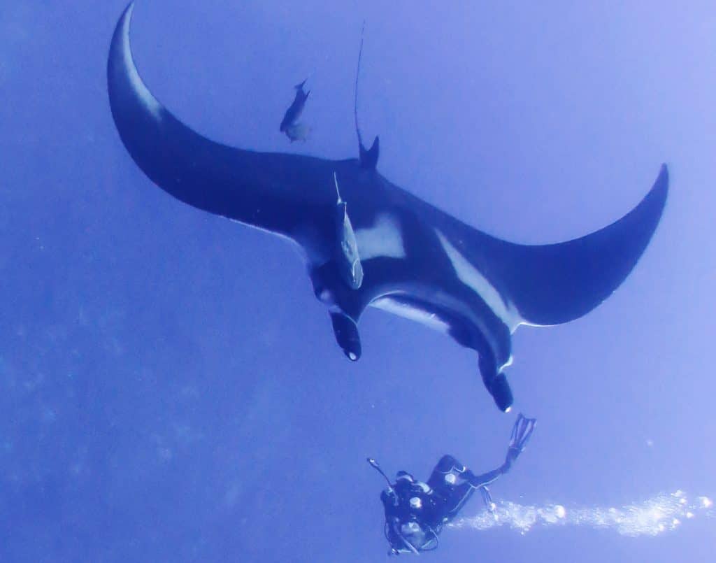 worldmantaday, #worldmantaday, world manta day, mantas