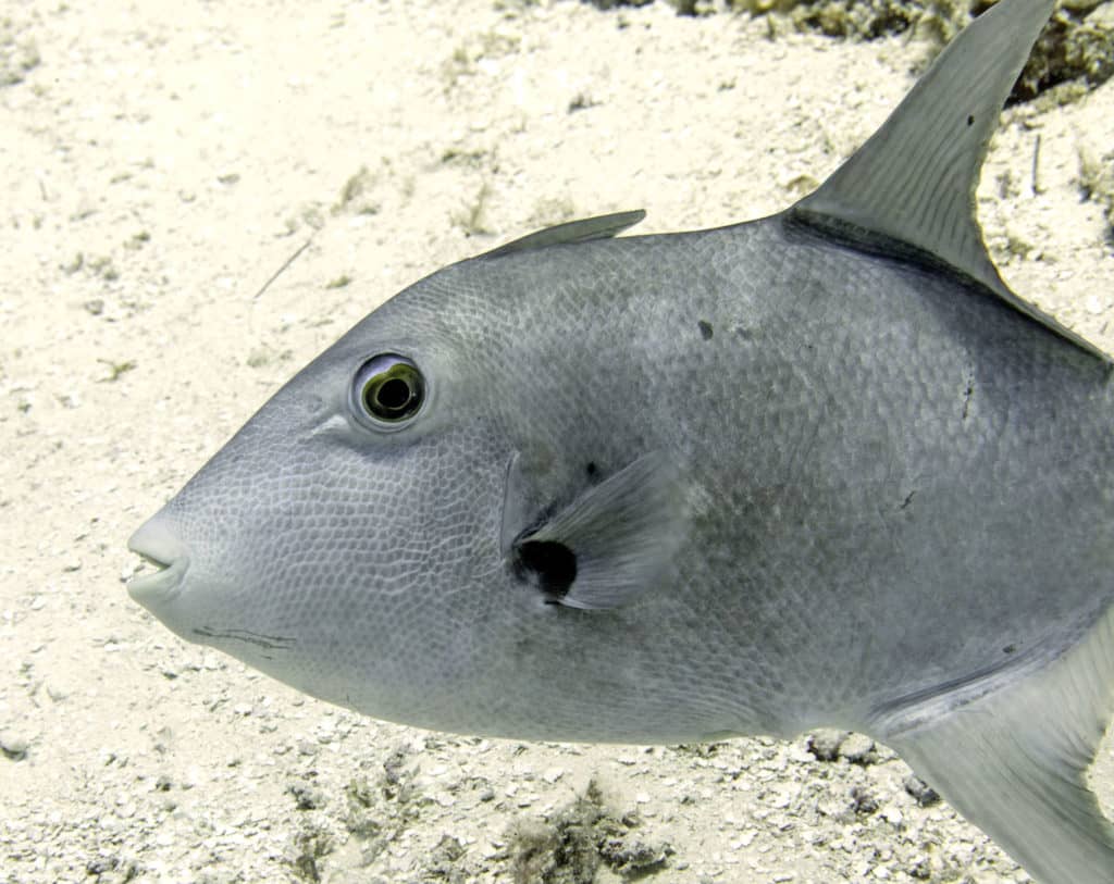 fabulous photo friday returns, fabulous photo friday, fish friends, cozumel