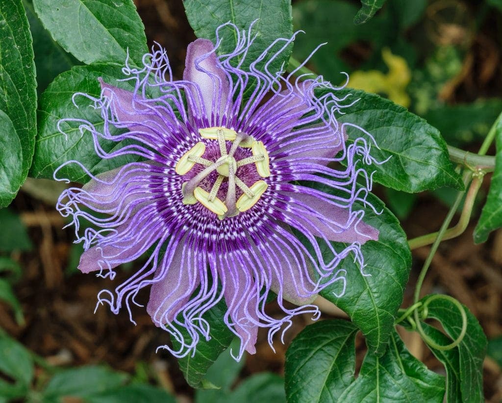purple flower with yellow center