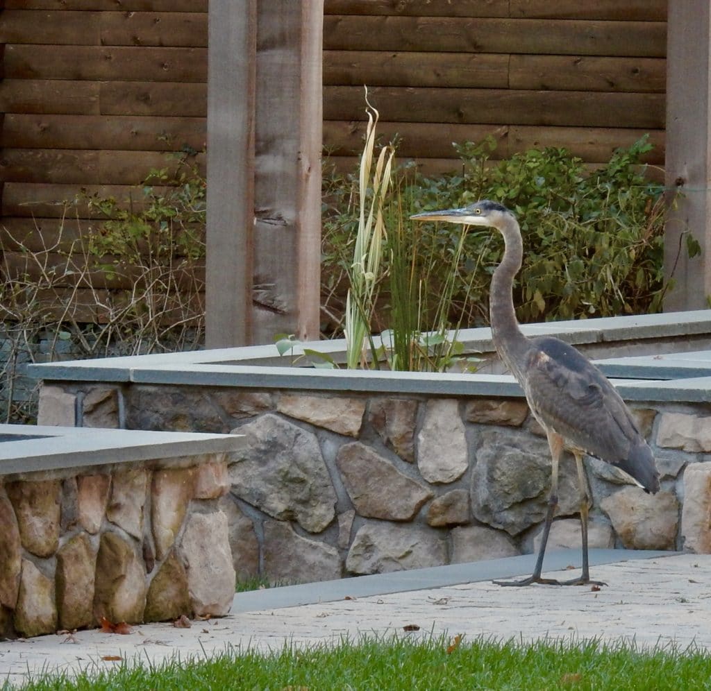 Hungry Heron Chatfield Hollow Inn Killingworth CT Hungry Heron outside Chatfield Hollow Inn Killingworth CT