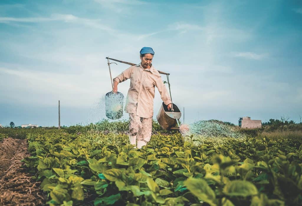 Farmer in the field watering plants