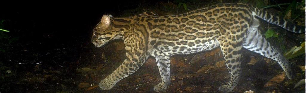 Ocelot in the Yasuni National Park in Ecuador.