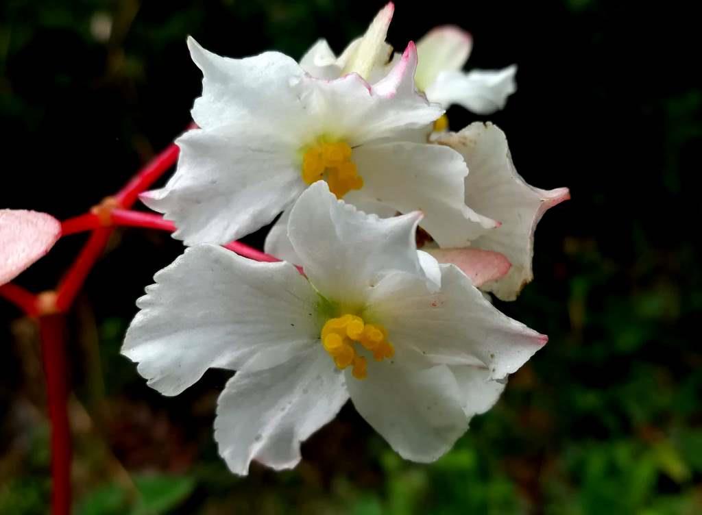 Ecuador Wildlife and Wildflowers Trips